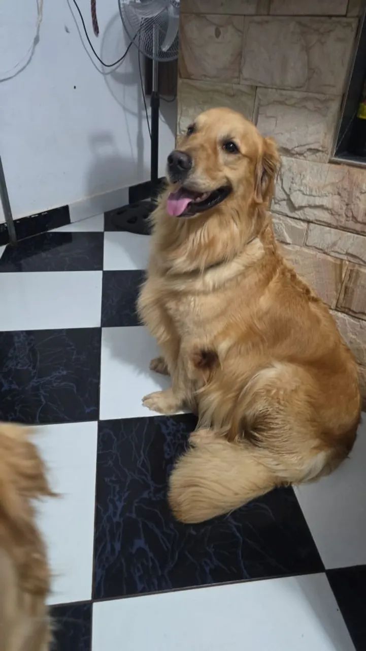 Golden Retriever  - Foto 2