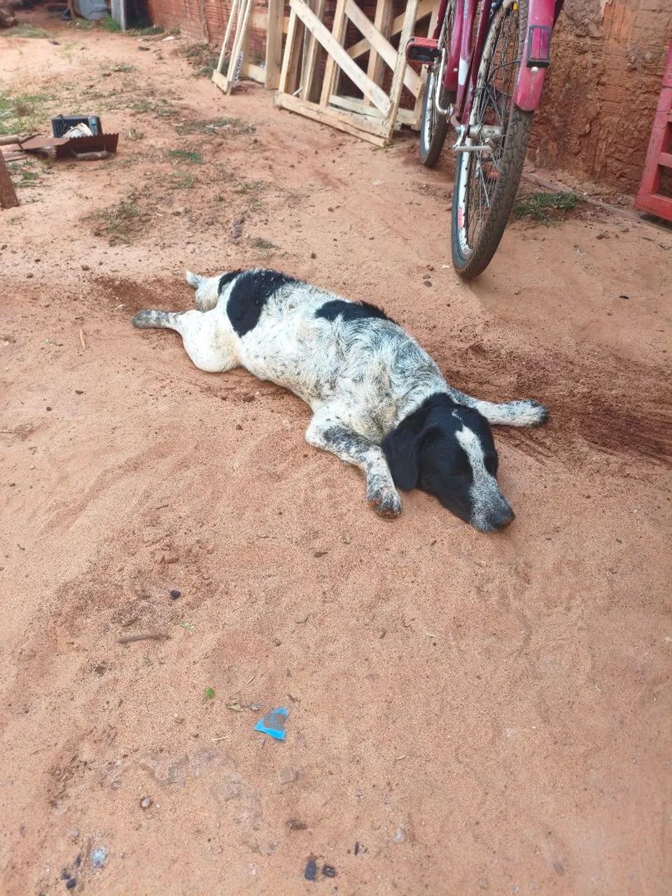 Cachorro macho
