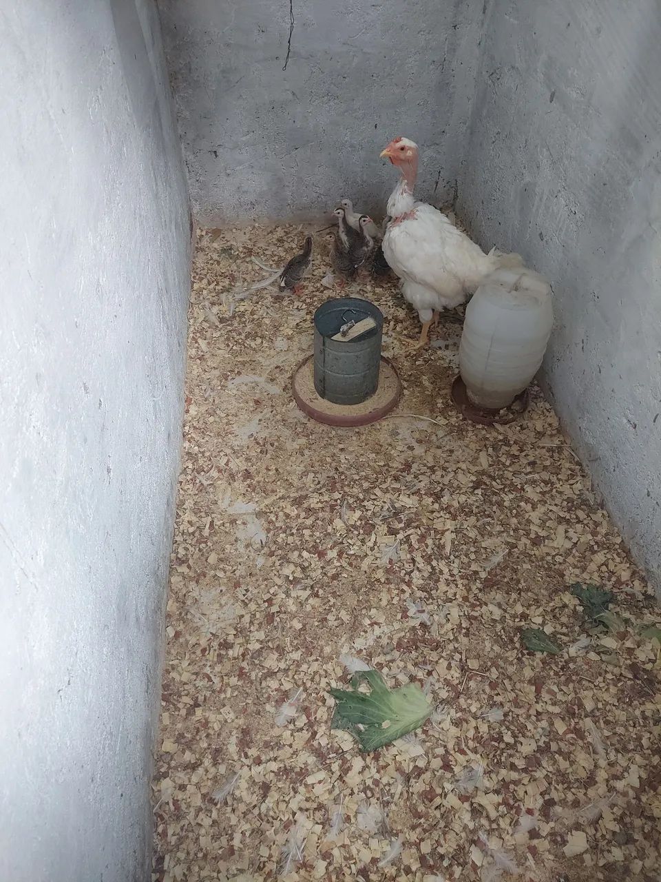 Pontinhos de saques  - Foto 3