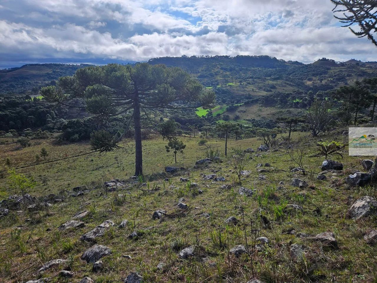 Terreno rural 20 hectares no Cedro - Foto 4