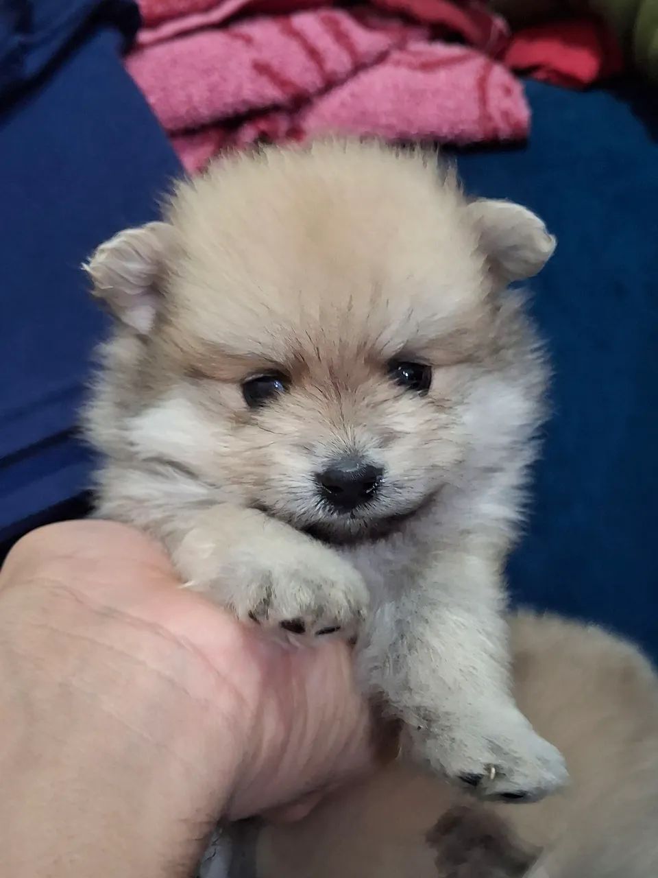 Spitz alemão  - Foto 2