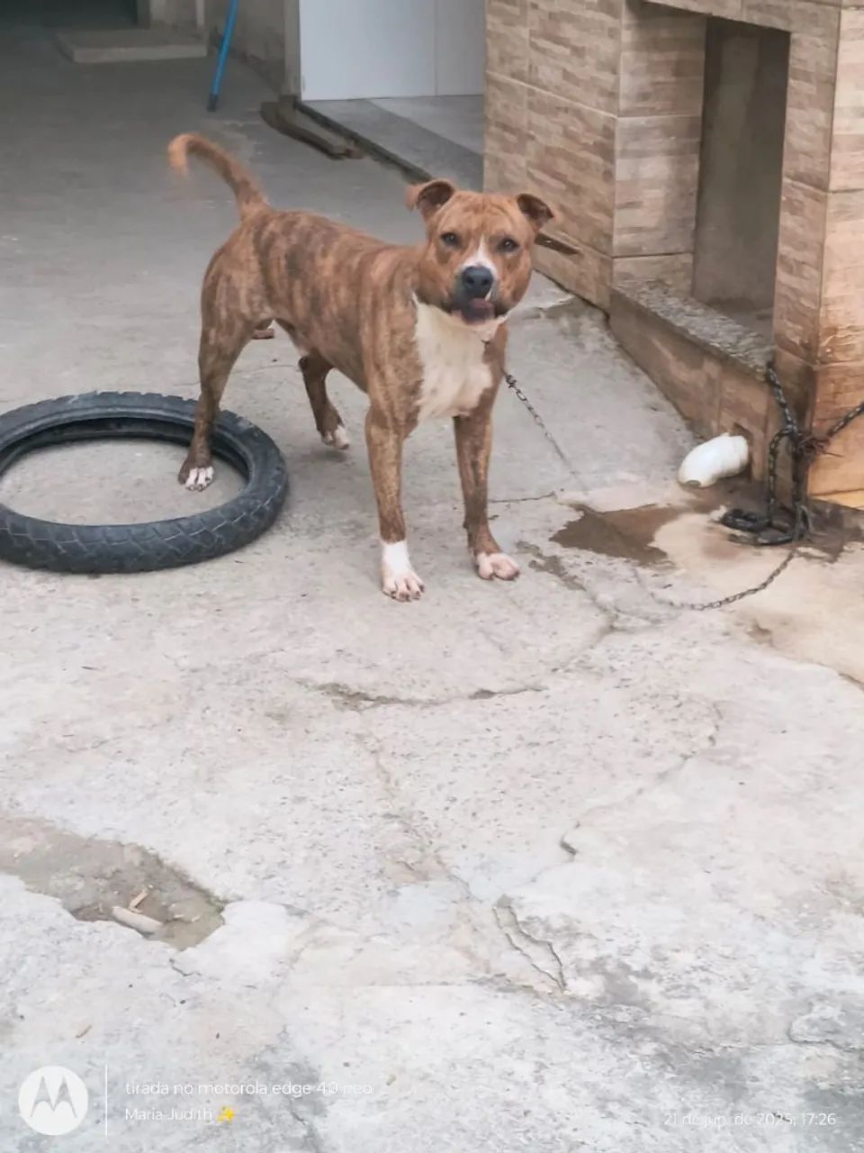 Doa_se pit bull - Foto 4