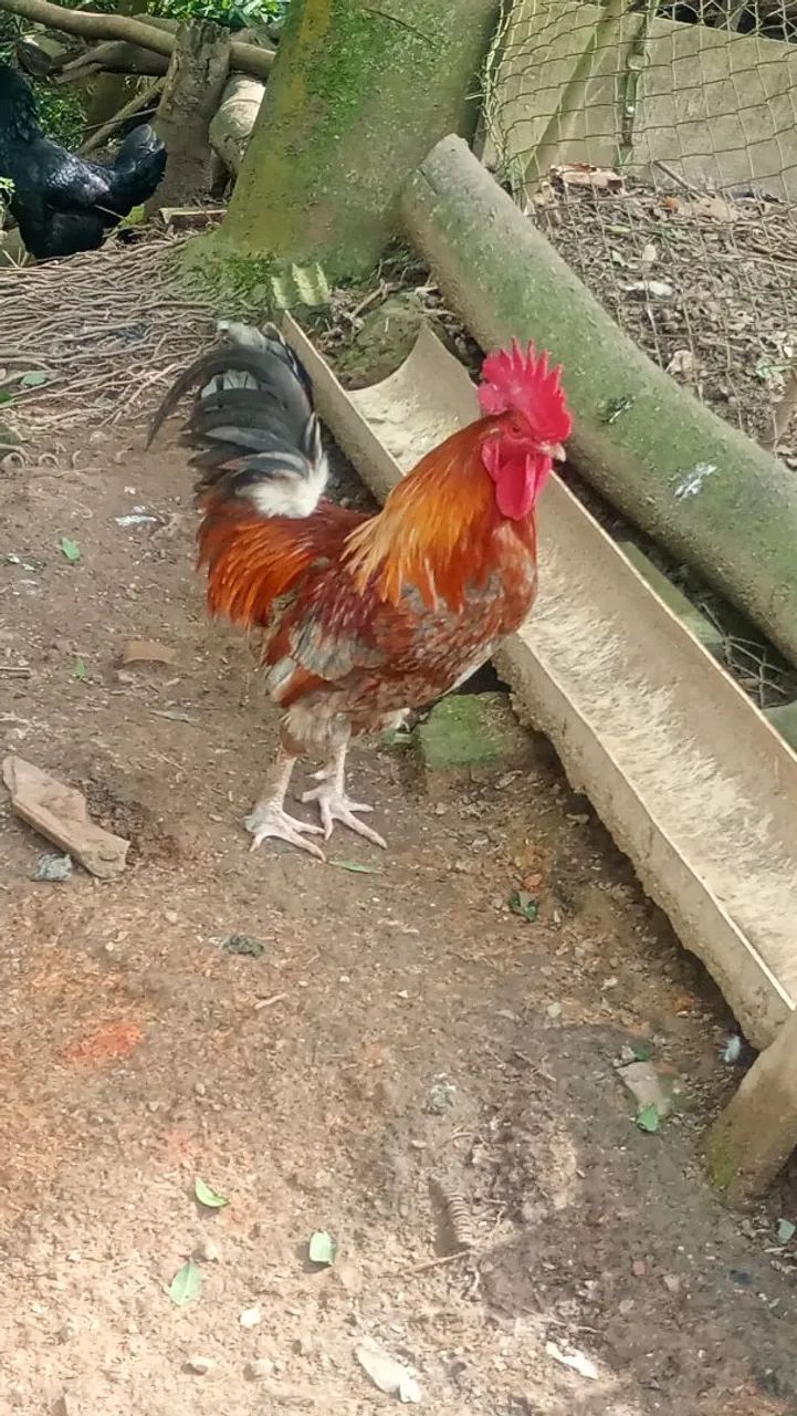 Galo - Foto 4