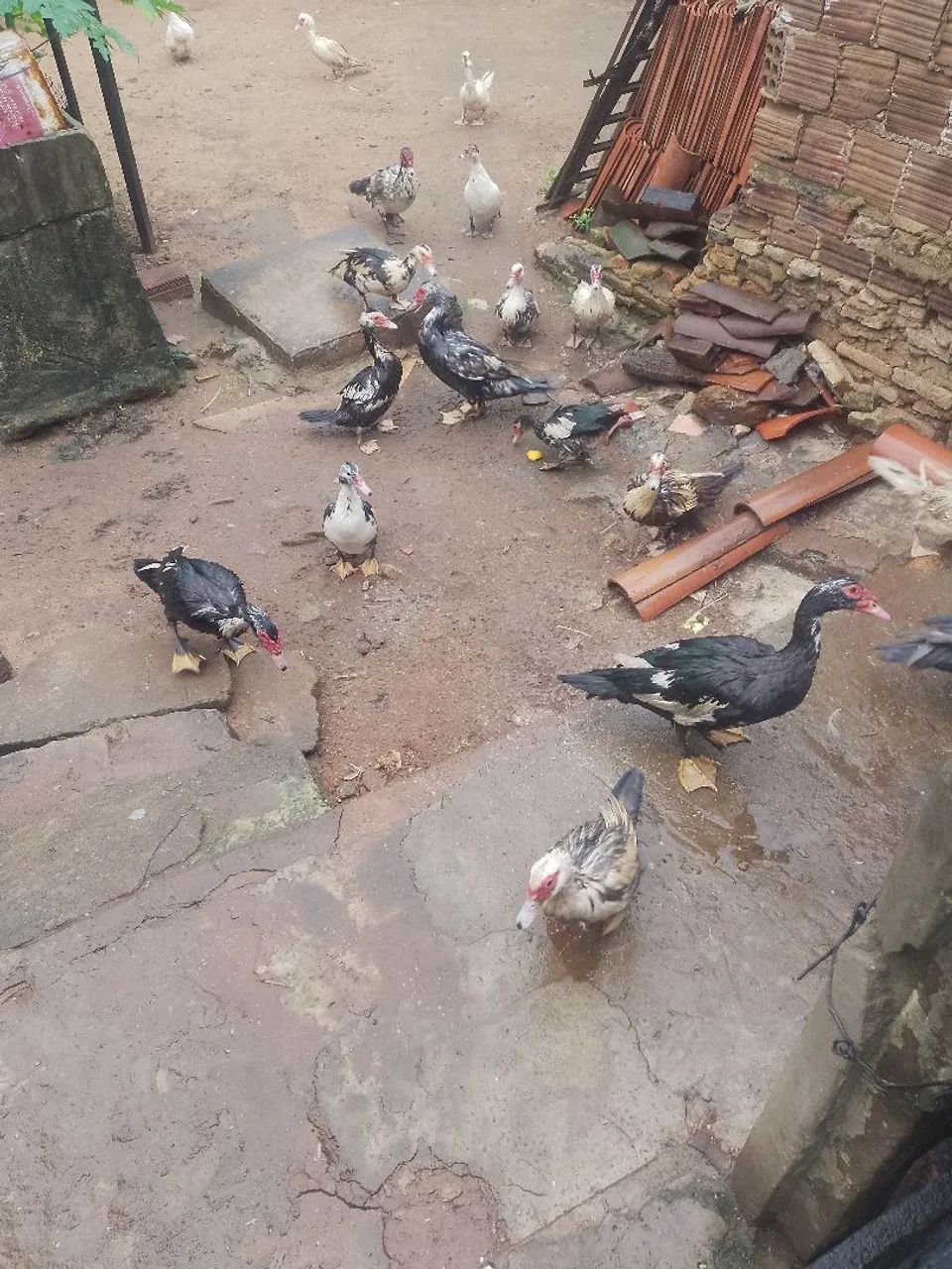 Pato - Foto 3