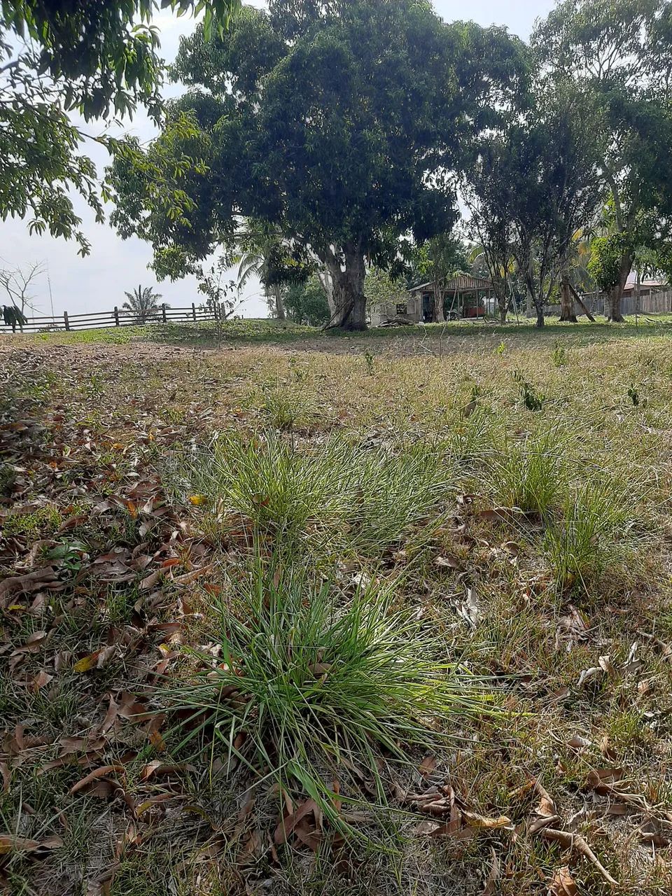 Vendo chácara no centro do bujari  - Foto 5