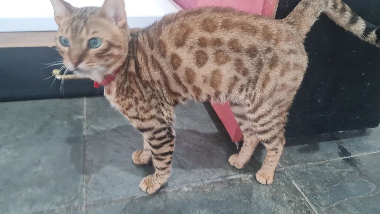 Bengal - Foto 3