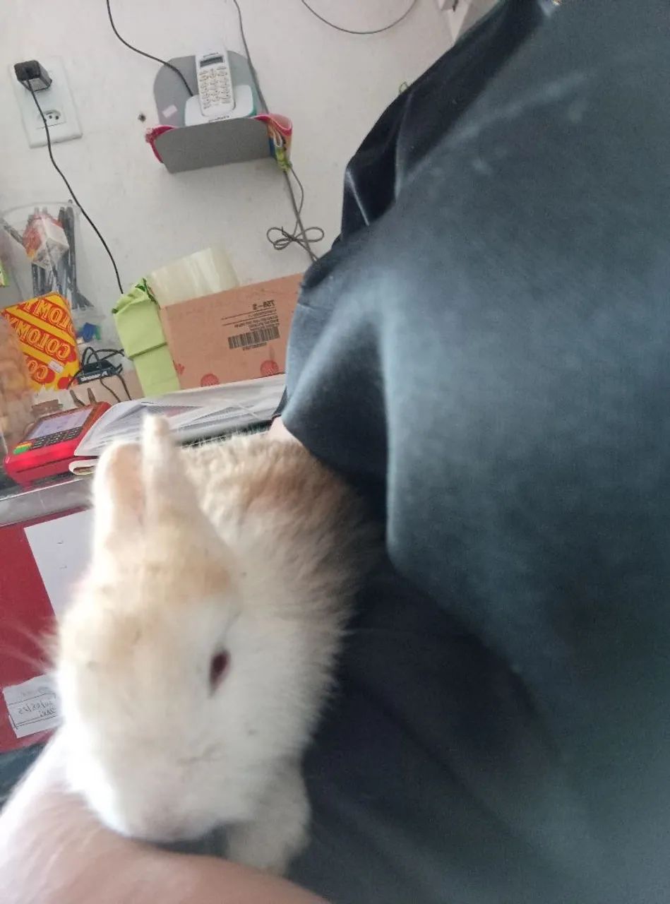 Filhotes de coelho olhos vermelhos é azuis 