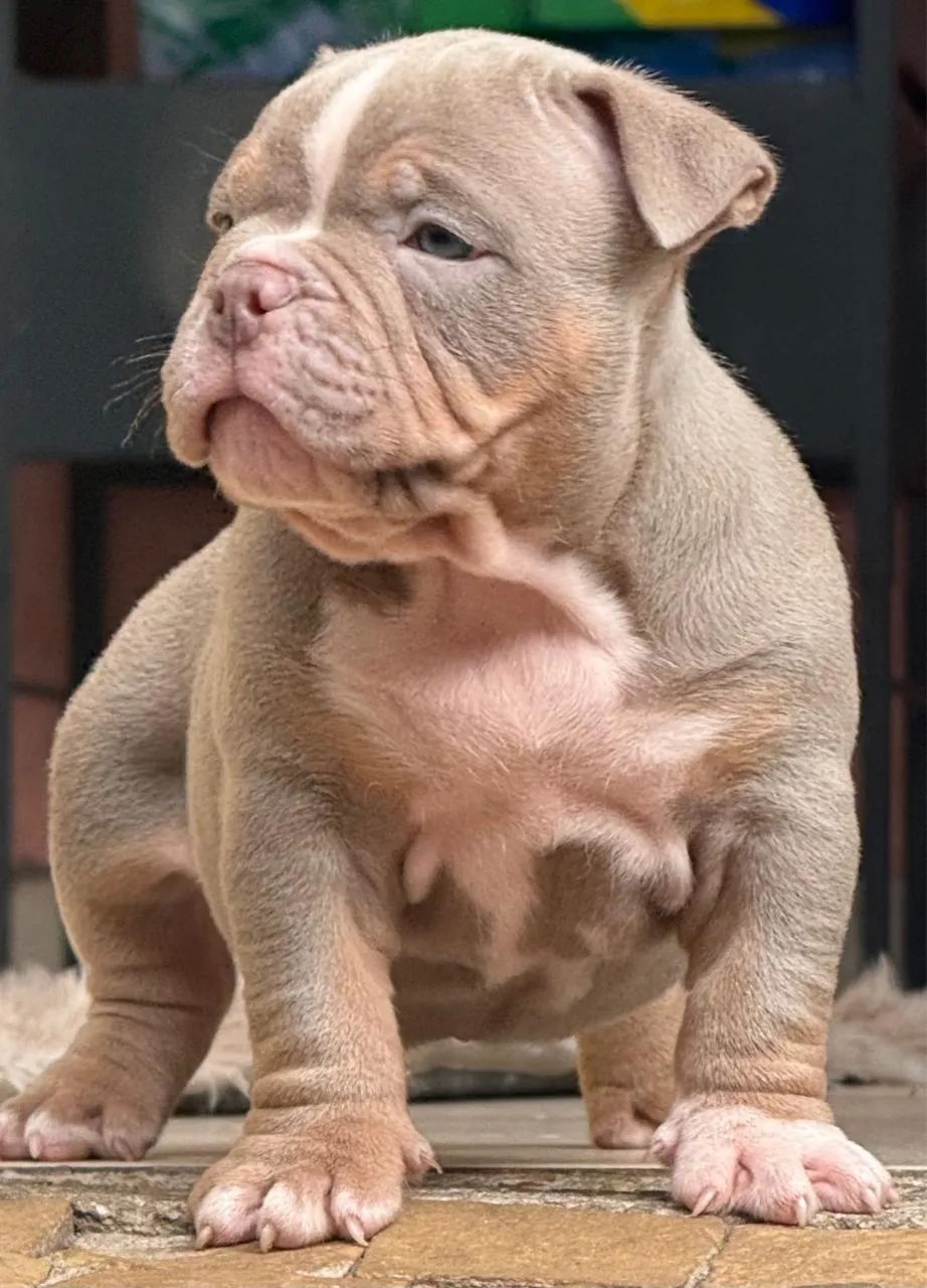 Lindo american bully  - Foto 3