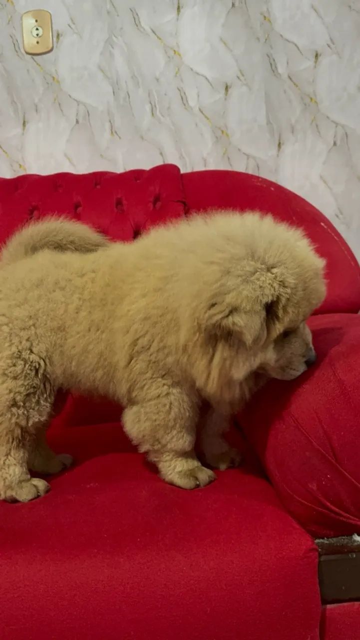 Chow chow  - Foto 3