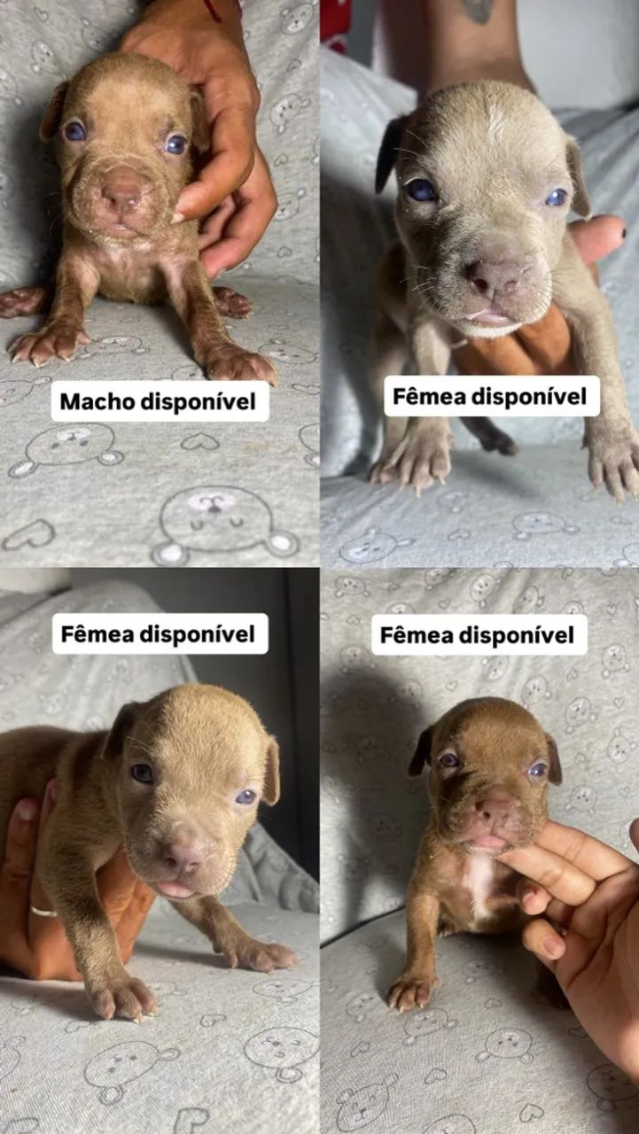 Filhote de pitbull  - Foto 3