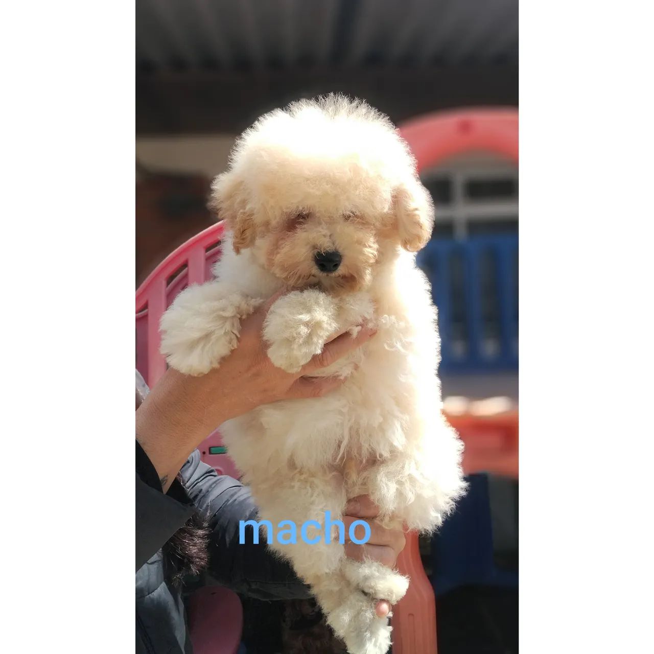 Poodle toy - Foto 3