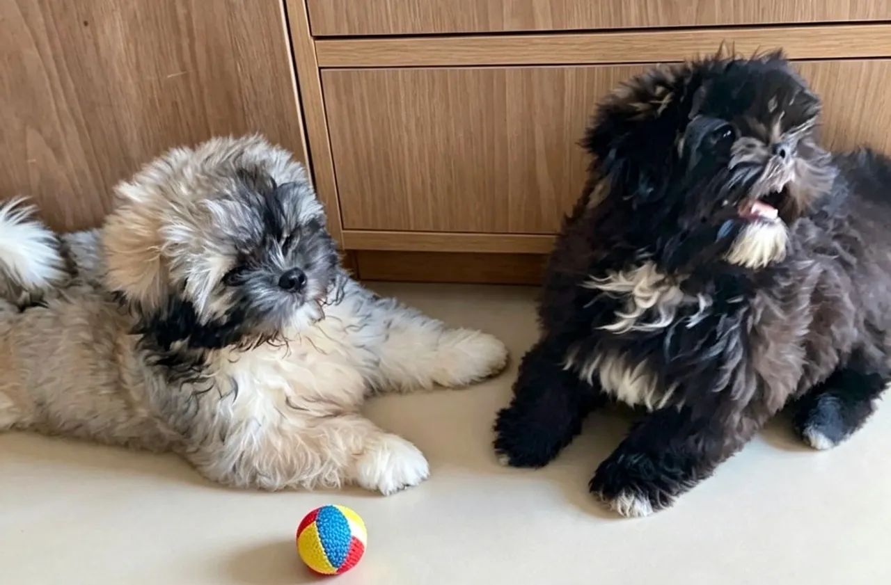 Filhotes de Shihtzu - Foto 3
