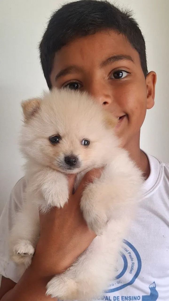 Lindo spitz alemão  - Foto 2