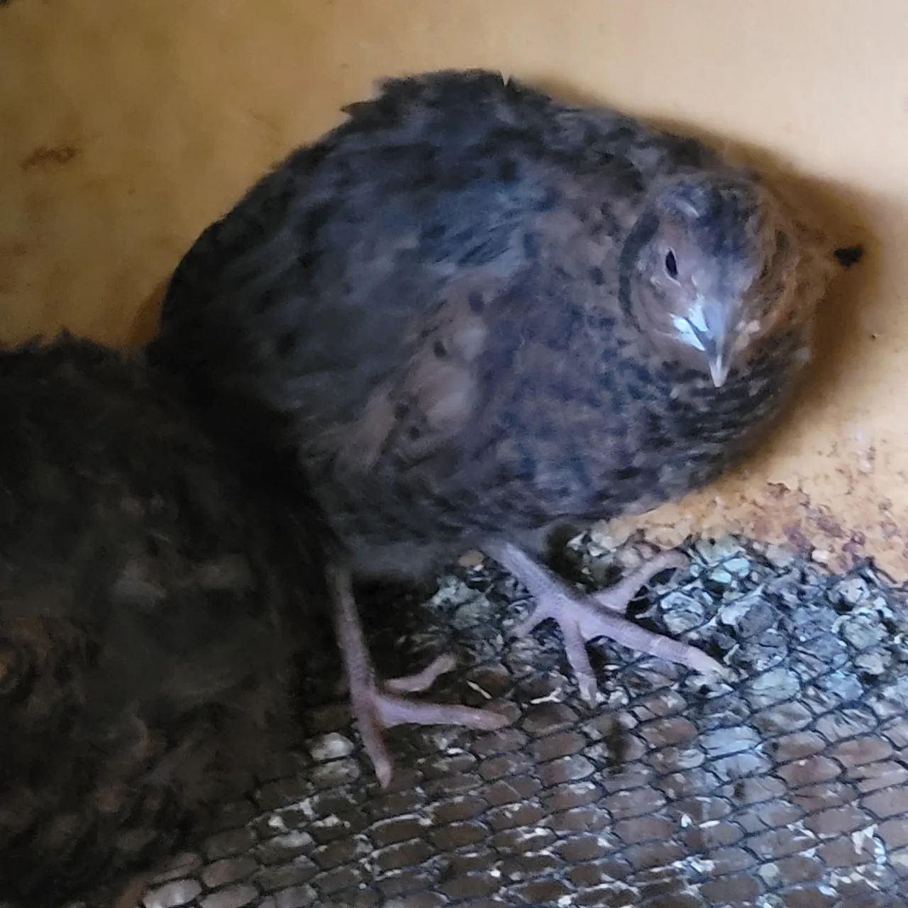 Codorna Gigante início de postura  - Foto 3