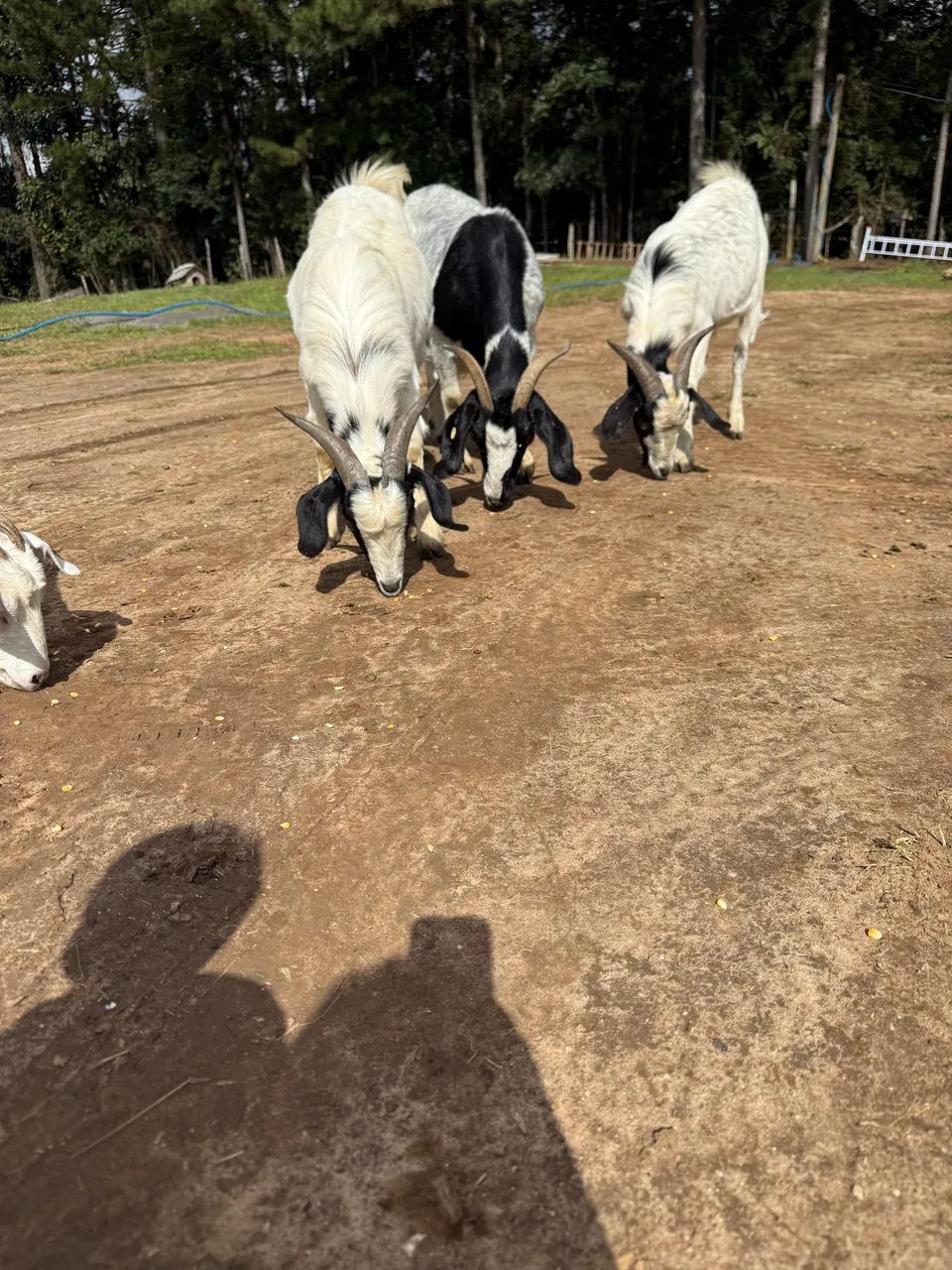 Cabras de leite e Bodes cabra e Bode - Foto 5