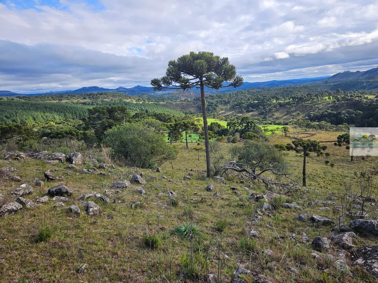 Terreno rural 20 hectares no Cedro - Foto 5
