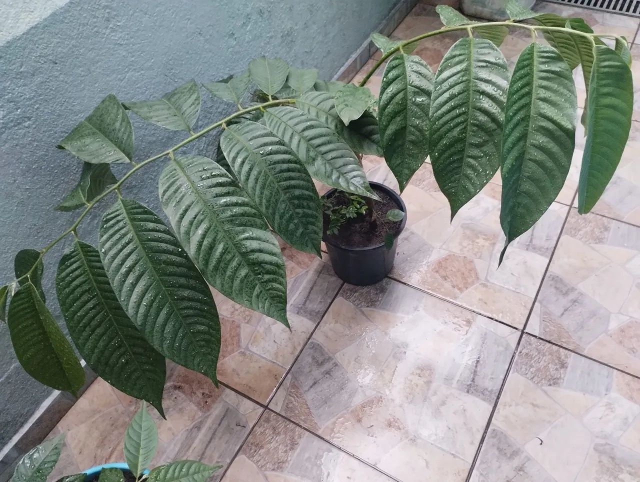 Mudas de atemoias - Foto 3