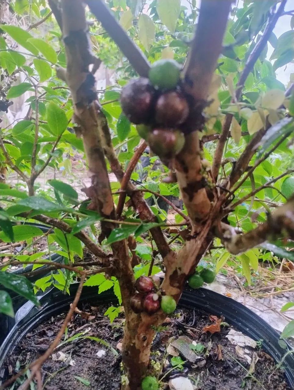 Jabuticaba híbrida  - Foto 2