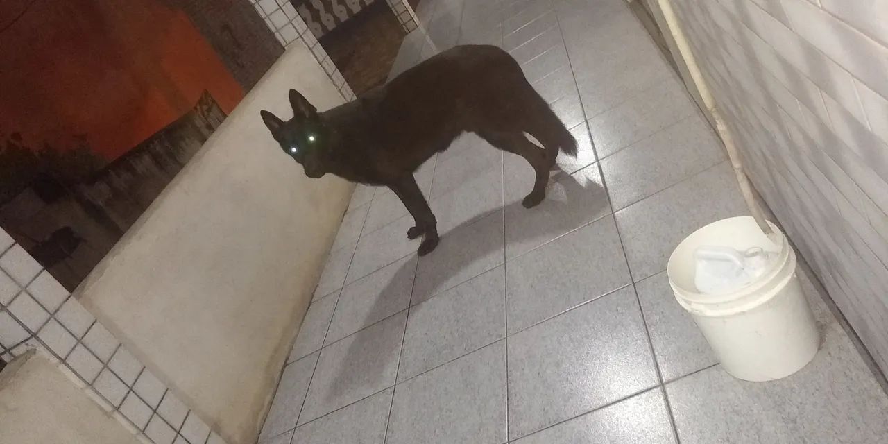 Disponível para cruza! 