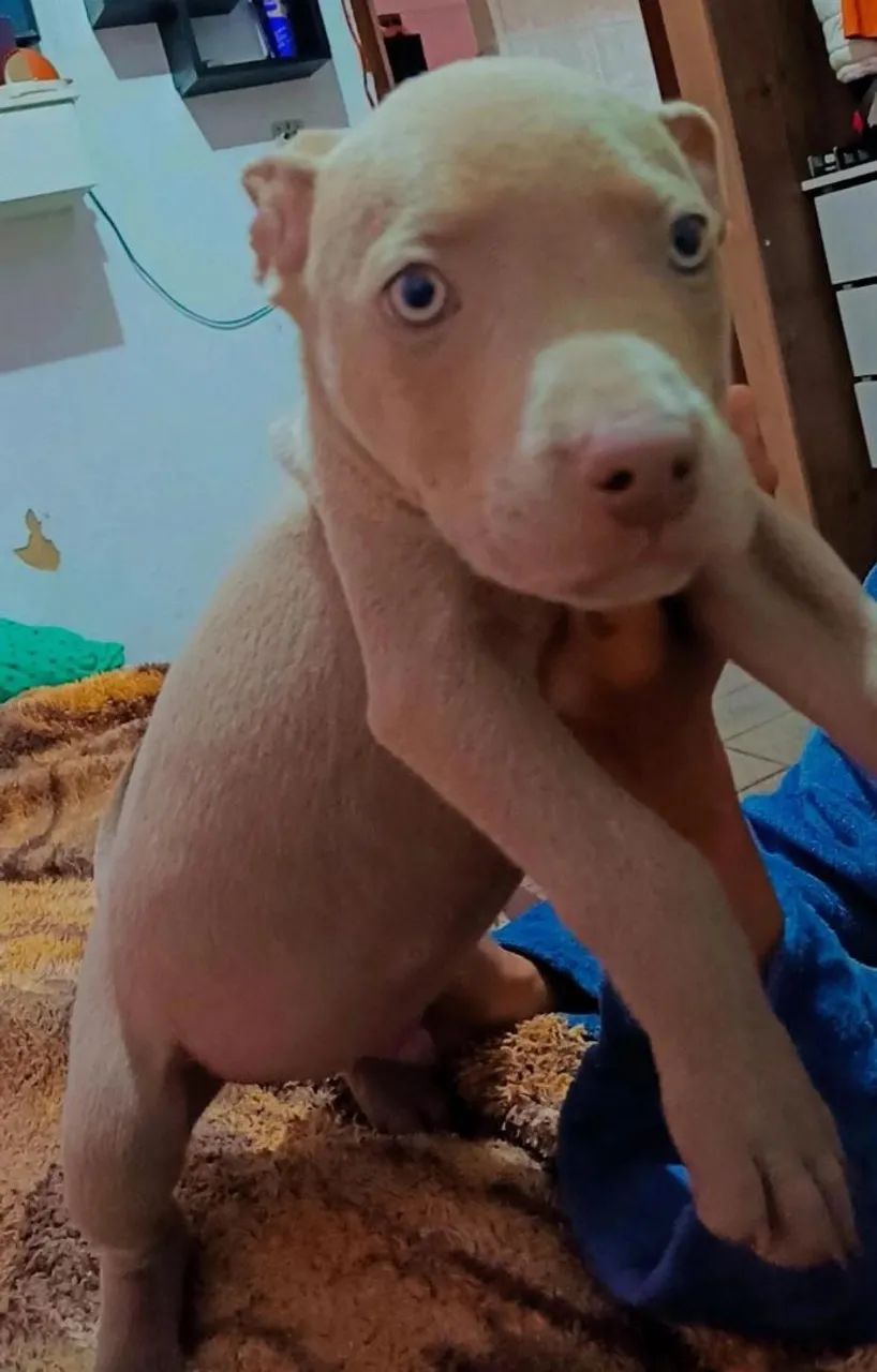 Pit Monster cm American Bully  - Foto 3