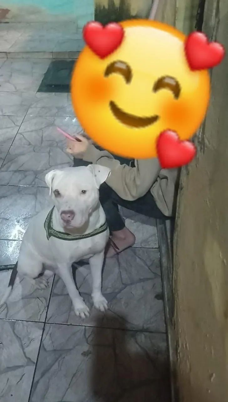 Cachorro 