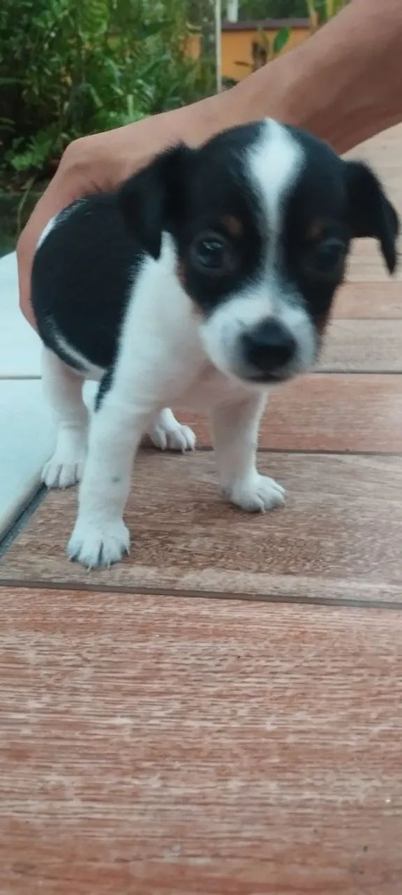 Rottweiler e Pincher  - Foto 4