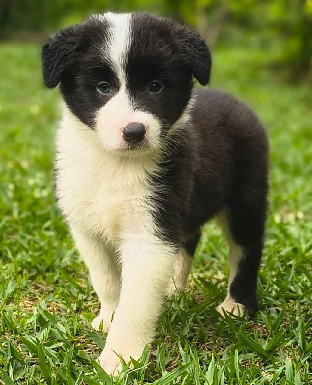 Border collie  - Foto 3