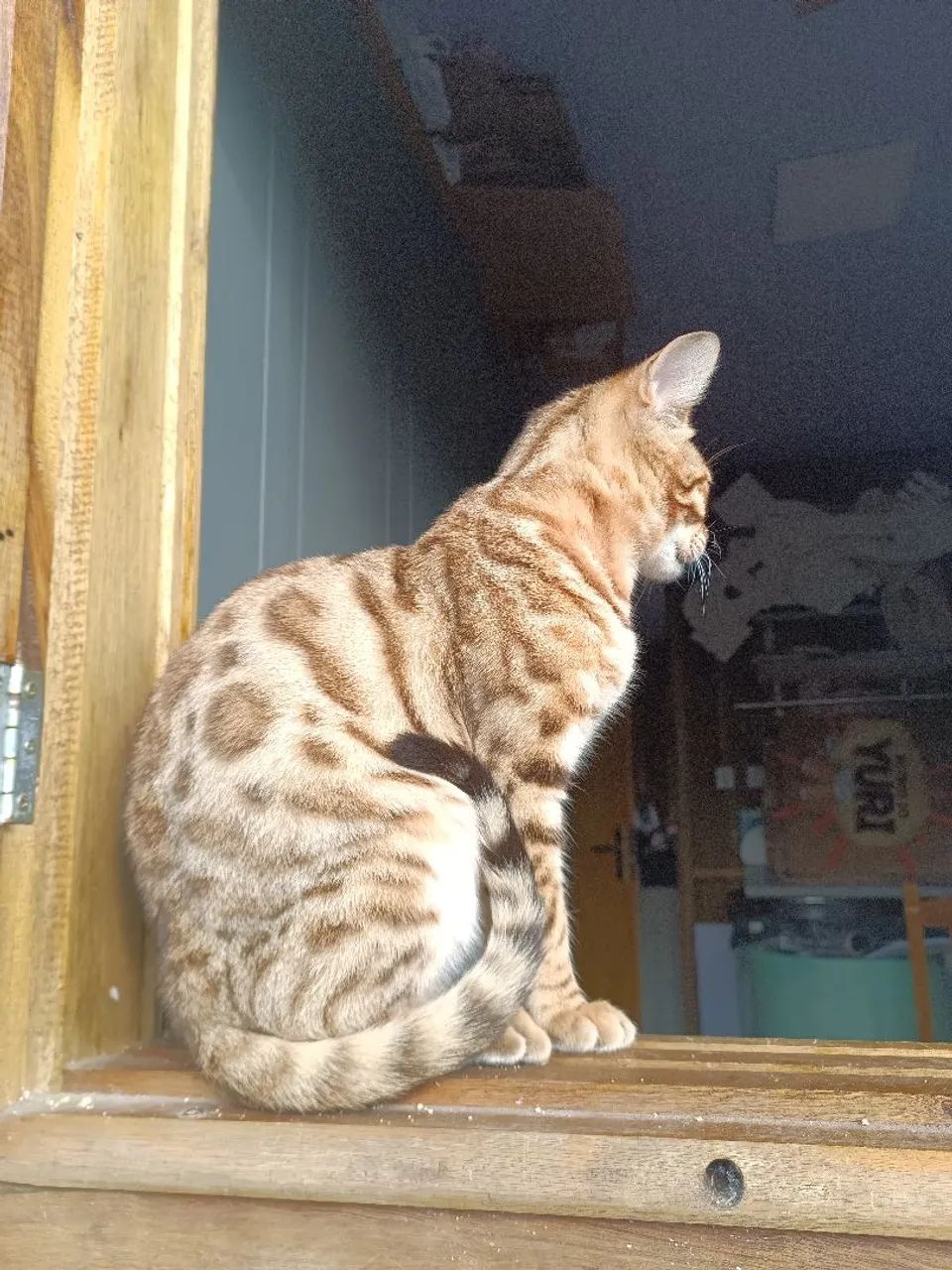 Gatos Bengal com pedigree  - Foto 2