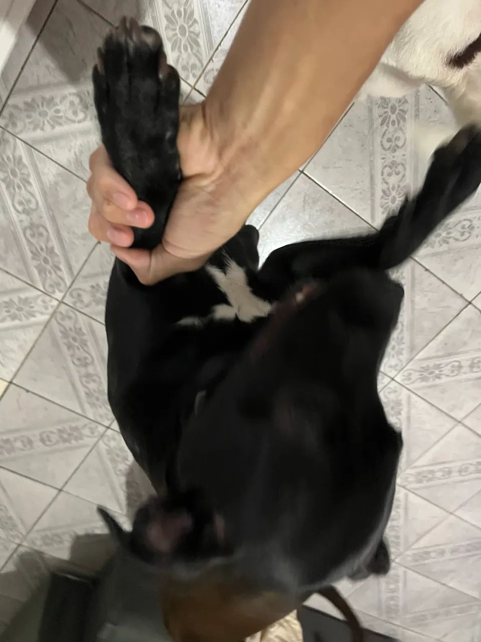 Cachorro dócil  - Foto 3