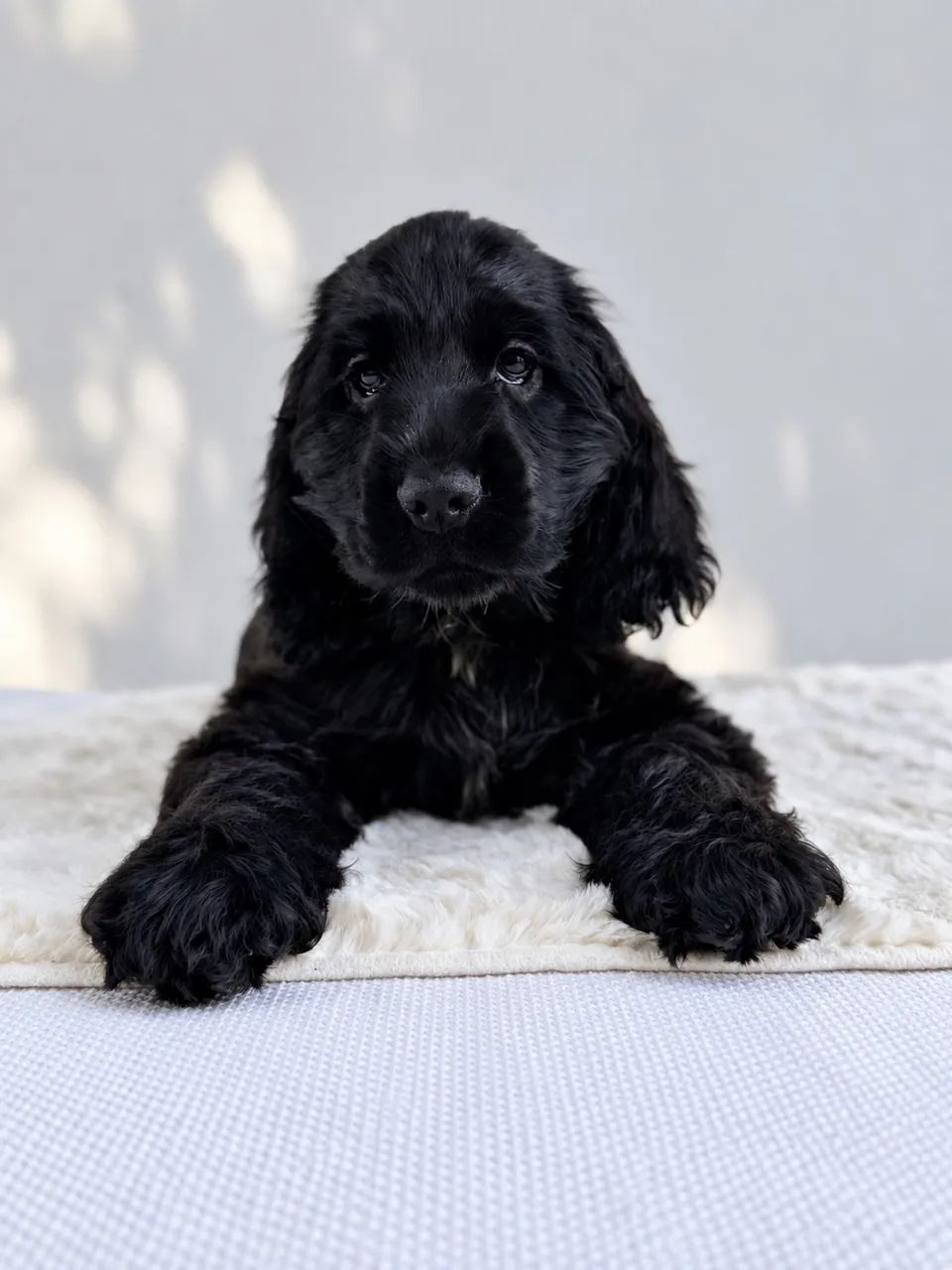 Último filhote Cocker Spaniel Inglês - Macho  - Foto 3