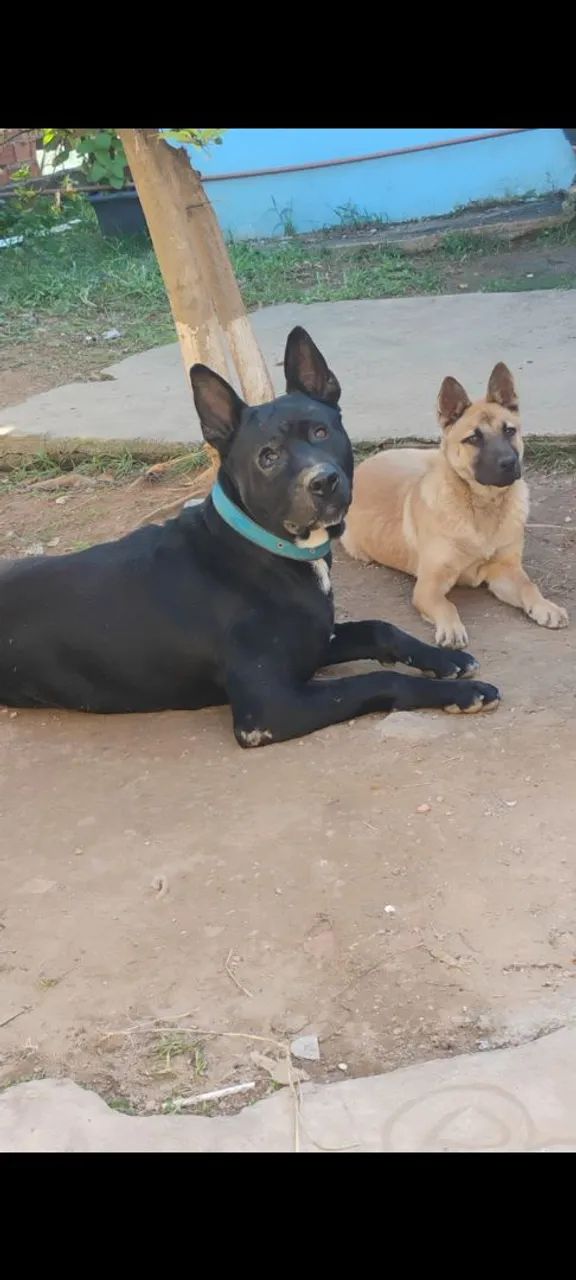 Cachorra