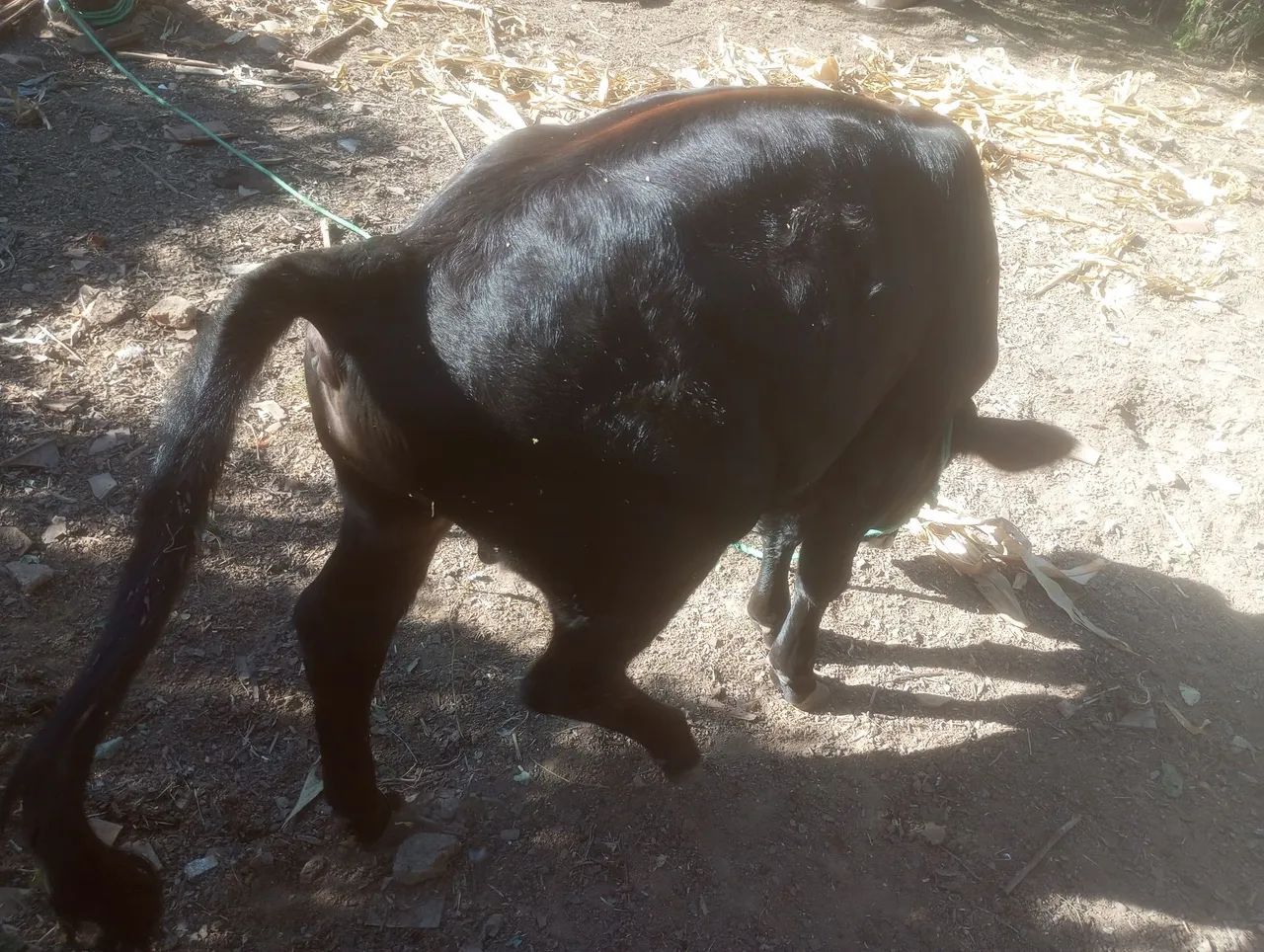 Bezerro  - Foto 3