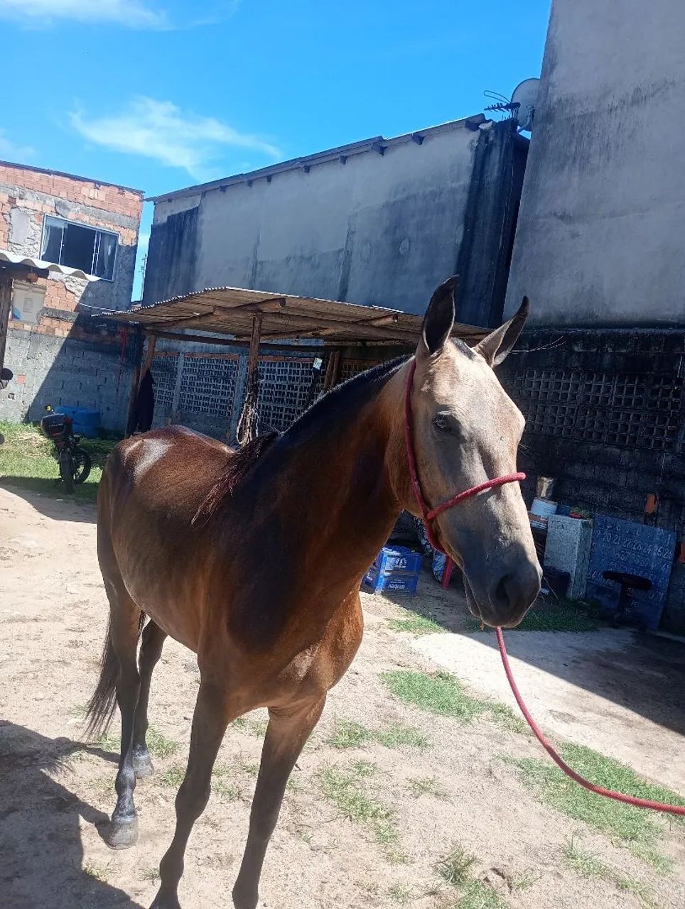 Égua boa de sela marcha picada serve pra qualquer um montar 