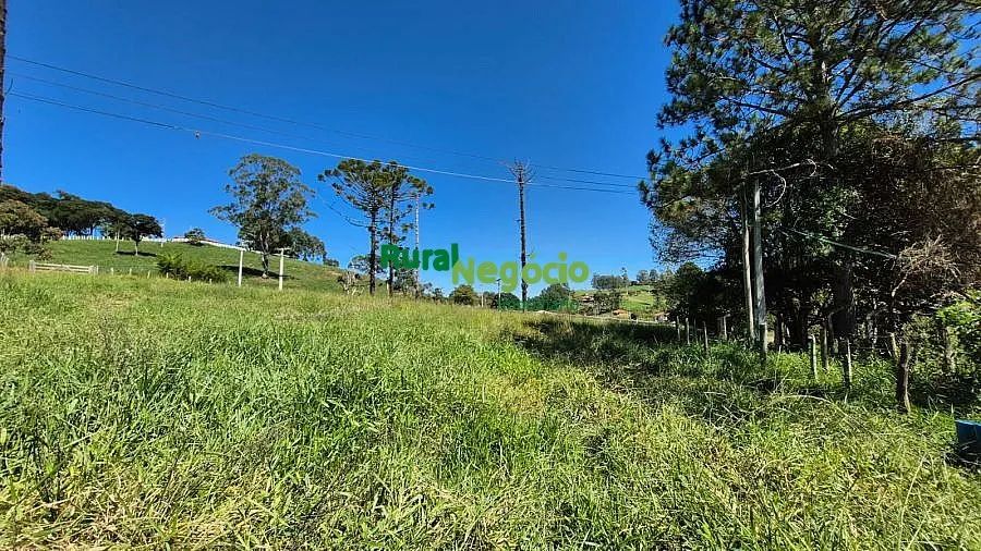 SÍTIO FORMADO COM FÁCIL ACESSO EM LAGOINHA-SP - Foto 5