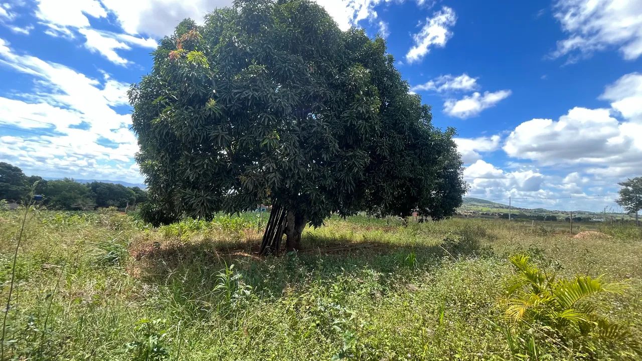 Sítio na Tabela Arapiraca-Al - Foto 2