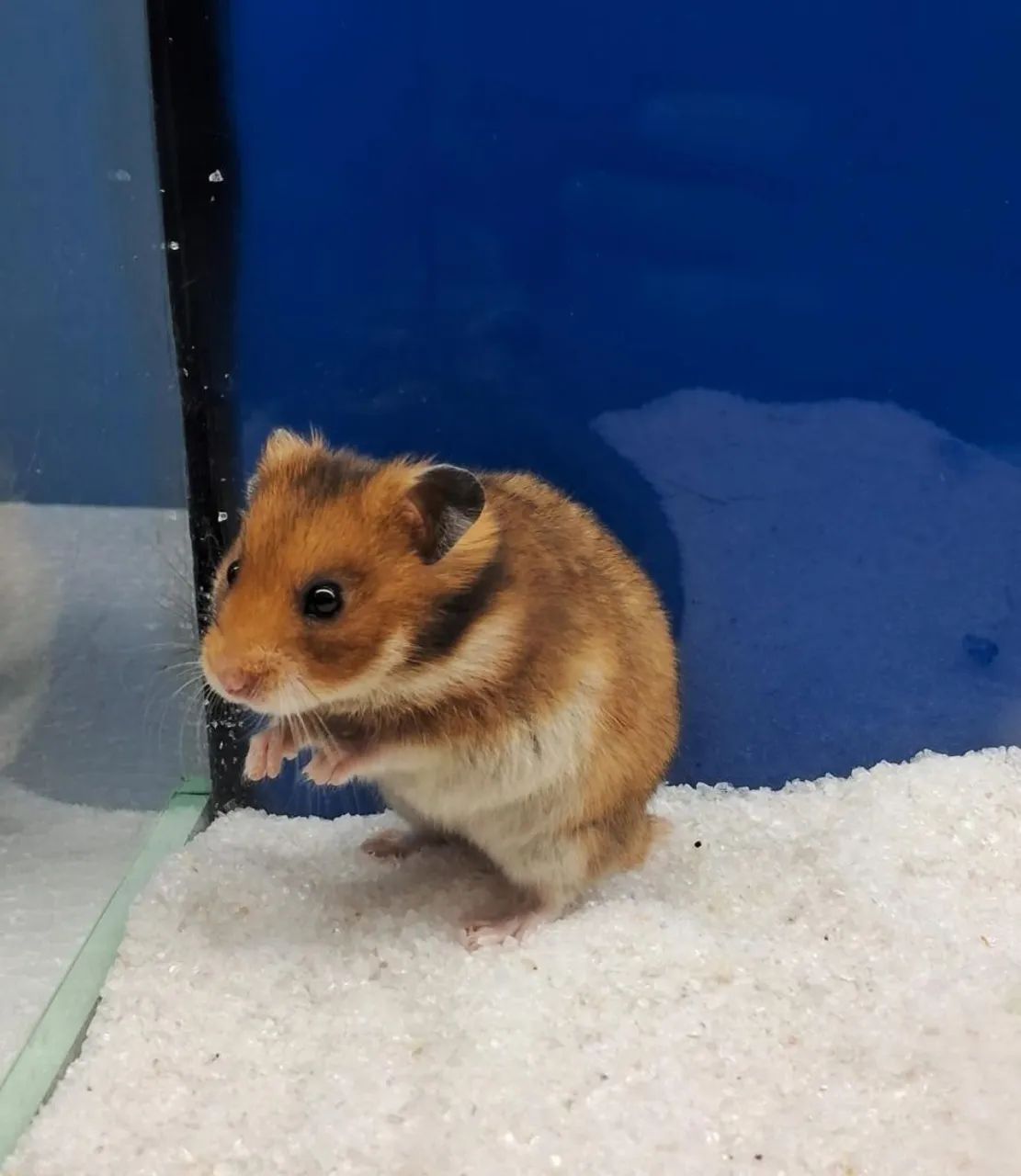 Hamster sirio  - Foto 6