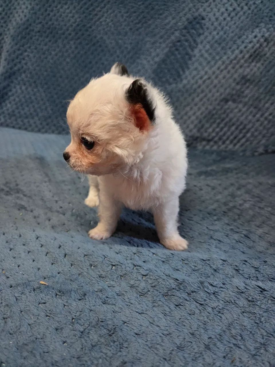 Filhote chihuahua  - Foto 3
