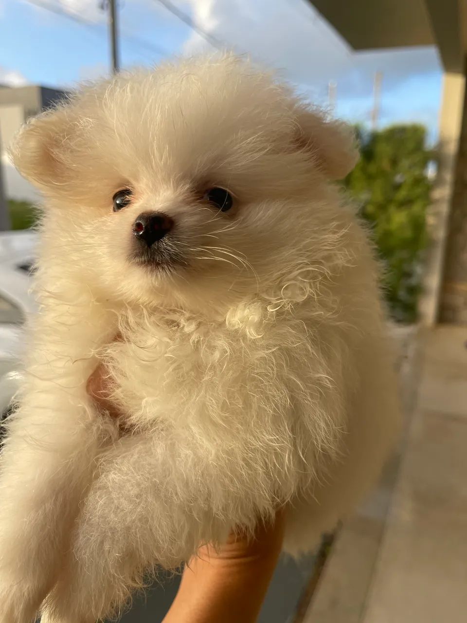 Spitz fêmea Canil Amor de Poms 