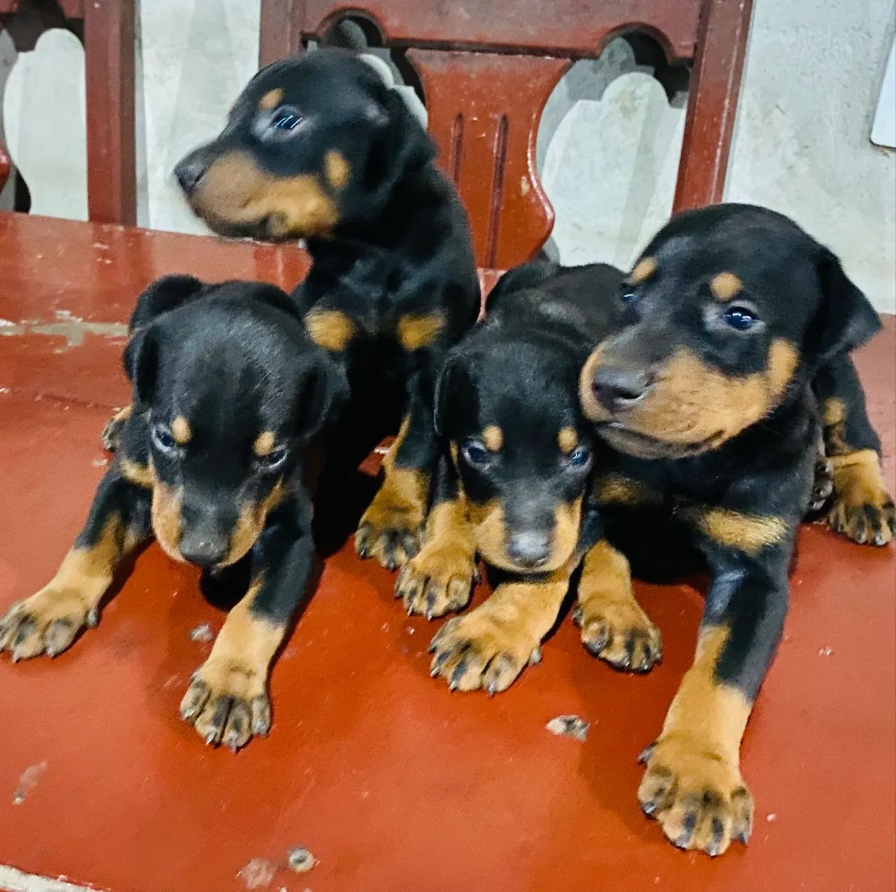 Filhotes de Doberman  - Foto 3