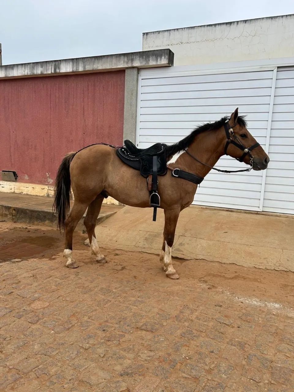 Cavalo - Foto 3
