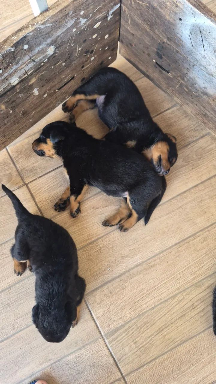 Rottweiler filhotes - Foto 3