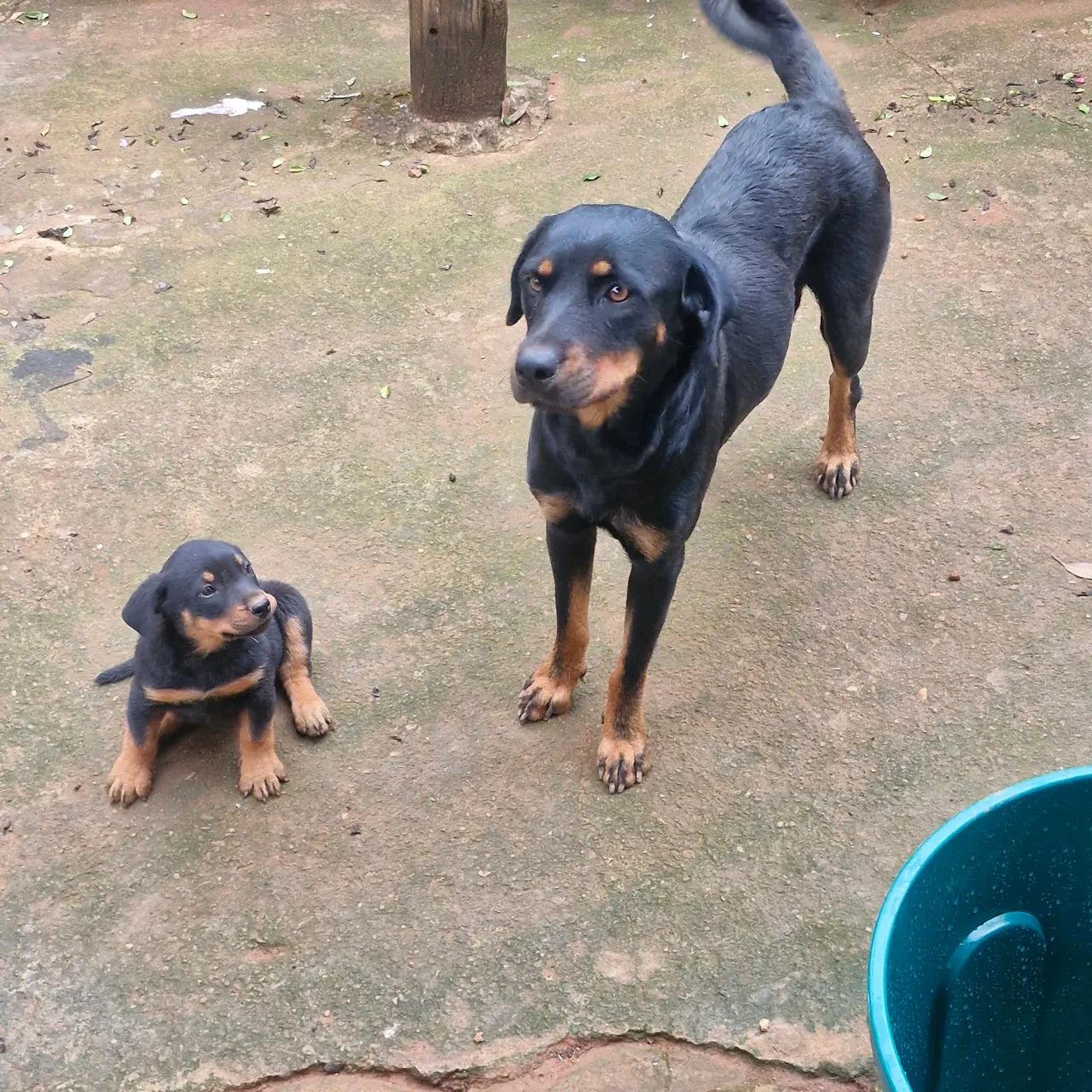 Cachorro rottweiler macho - Foto 5
