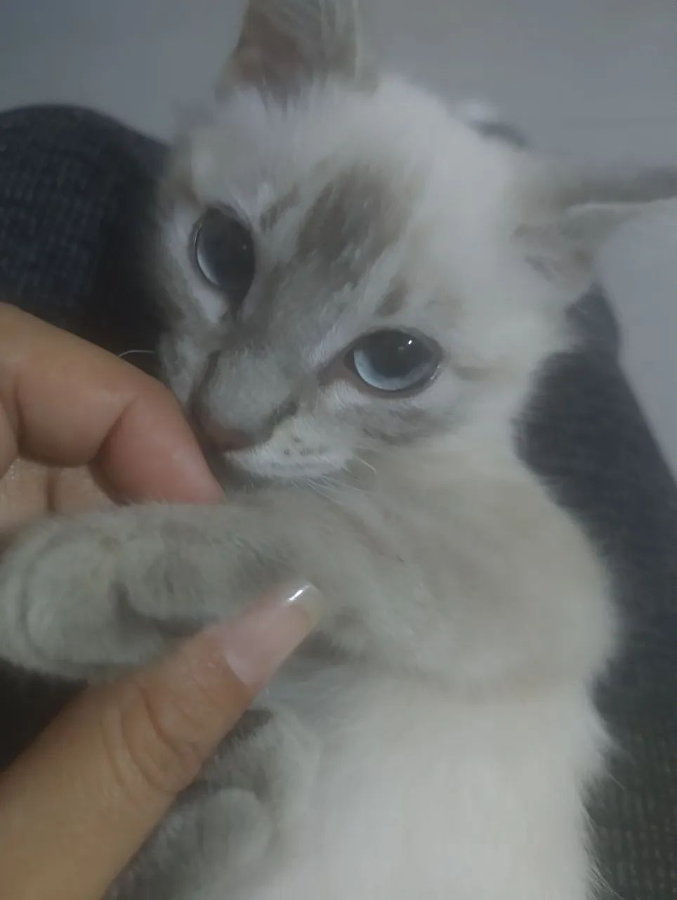 Doação de gatinha - Foto 5