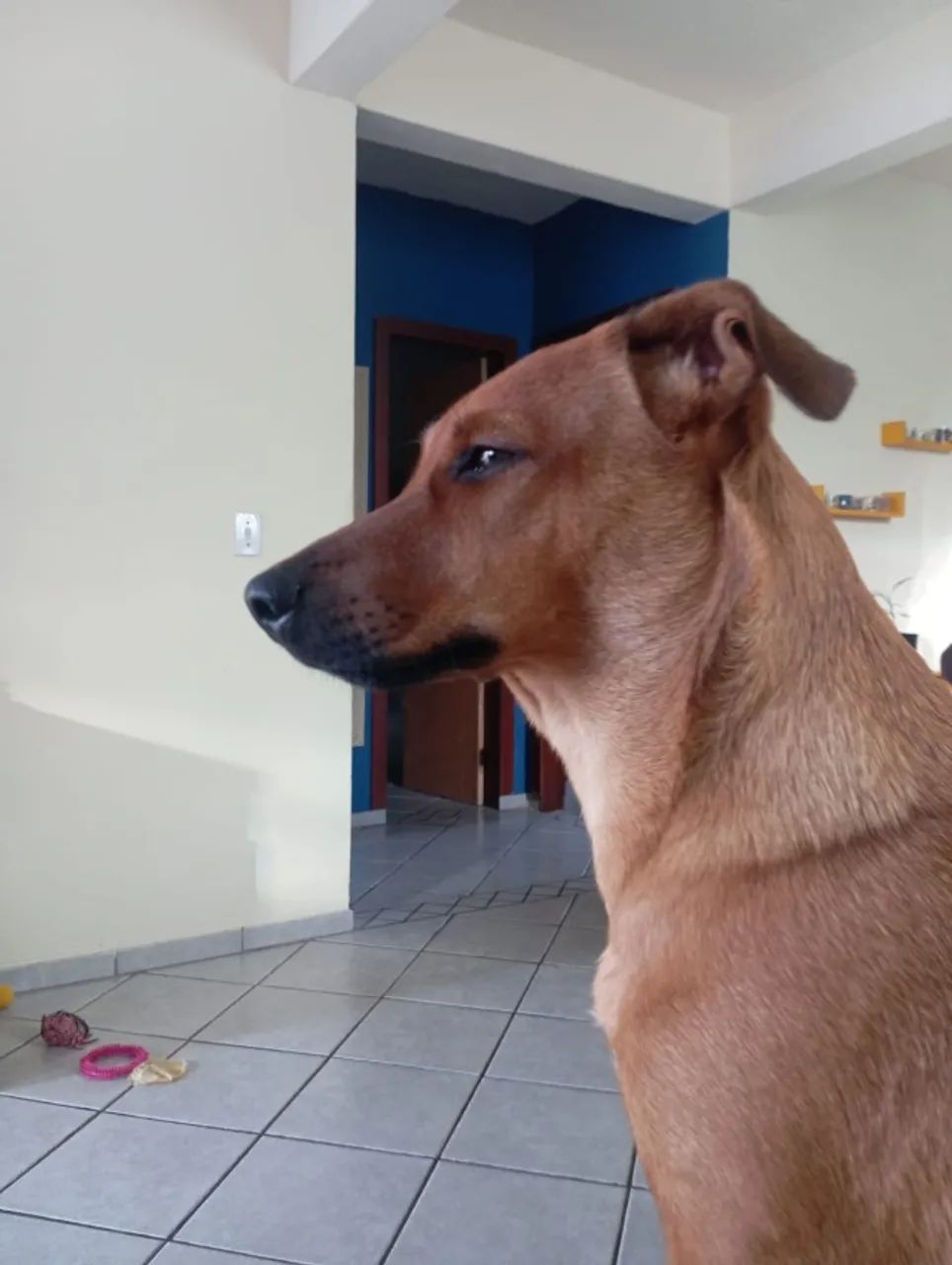 Adoção Responsável - Filhote Fêmea - Foto 2