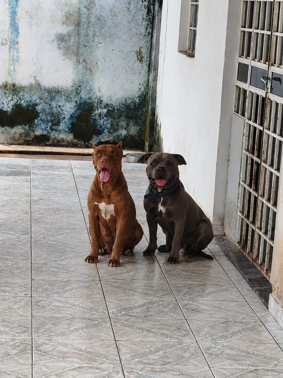 Pit Bull 