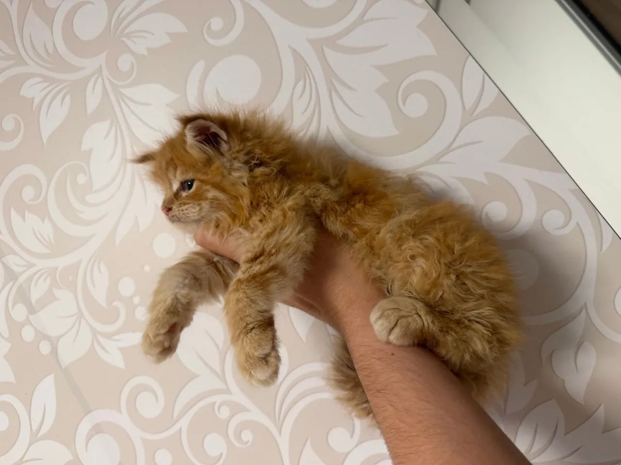 Gato Mainecoon ? - Foto 2