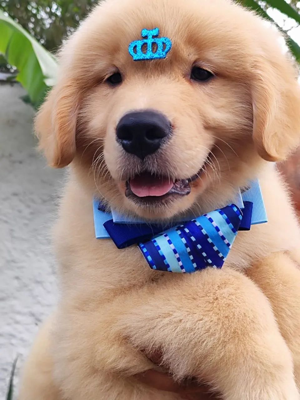 Golden Retriever filhotes com Pedigree 