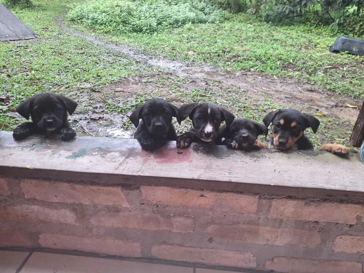 Cachorrinhos filhotes - Foto 2