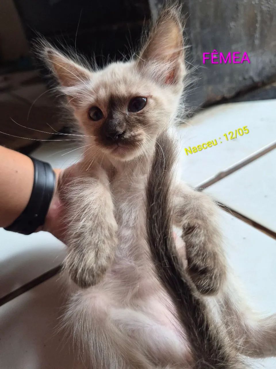 Gatinha para adoção 