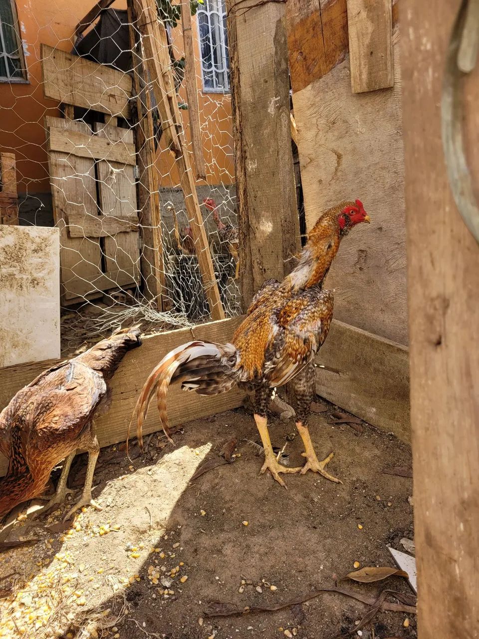 Carijo de respeito  - Foto 2